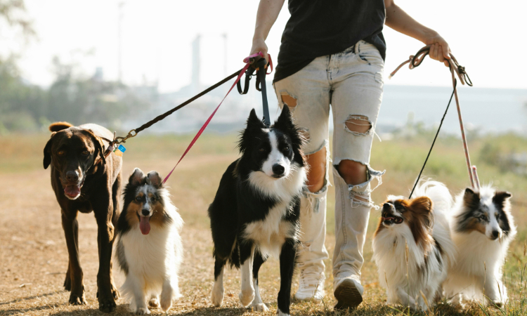 Orlando Heat-Proof Dog Walking Routines: Walking Smarter, Not Harder